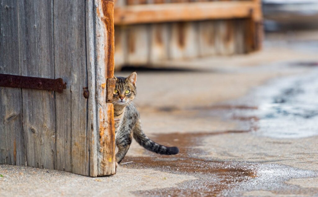 gatto porta scruta