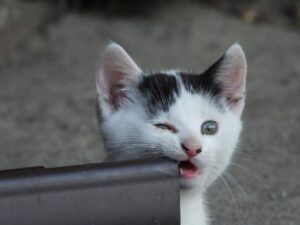 Un gattino rimasto incastrato in un tubo di scolo viene salvato dai pompieri (VIDEO)