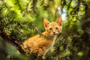 Pozzuoli: il salvataggio di un gatto bloccato su un albero da sette giorni (VIDEO)