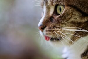 Un gattino incastrato in un tubo viene salvato dagli operai (VIDEO)