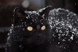 Il gatto con le zampe congelate e quasi incapace di muoversi ringrazia la coppia che l’ha salvato