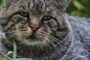 Siena, gatto investito in autostrada salvato dalla polizia stradale (VIDEO)