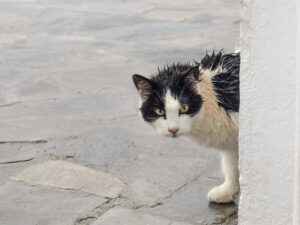 Stati Uniti: gatto salvato dai pompieri durante un’alluvione