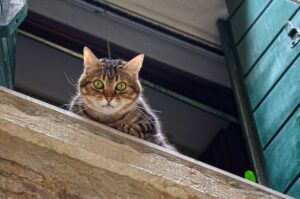 Como: i vigili del fuoco salvano un gattino intrappolato sul cornicione di un edificio (VIDEO)