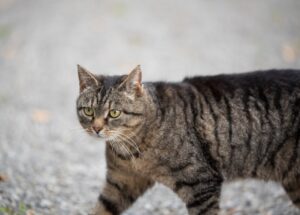 Muggiò, la gatta Carlotta manca da casa, era abituata a tornare per i pasti