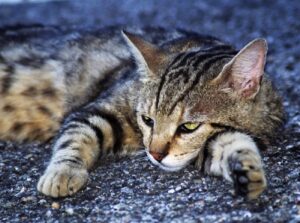 Pescara, gatto scappa via durante terapia, il piccolo Tigro è in serio pericolo