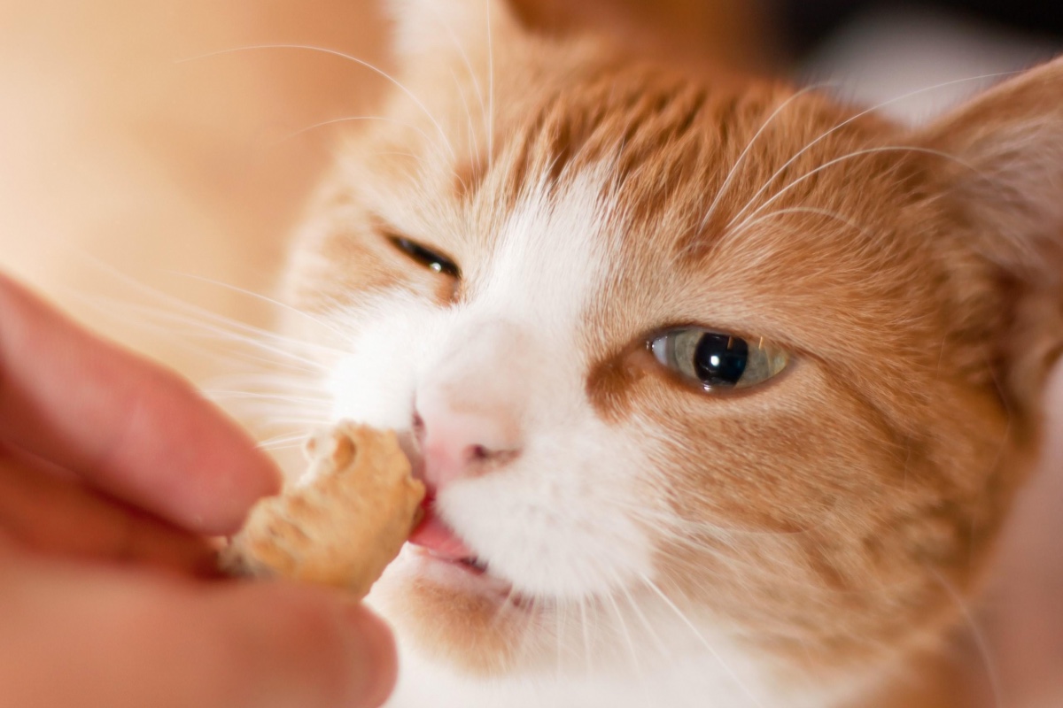 Como hacer comida para gatos