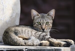 Roma, perse le tracce del gatto Ferdinando, la preoccupazione del proprietario