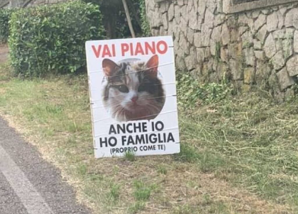 gatto cartello su ciglio strada