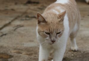 Viterbo, dei gatti per una campagna di sensibilizzazione sulla responsabilità stradale