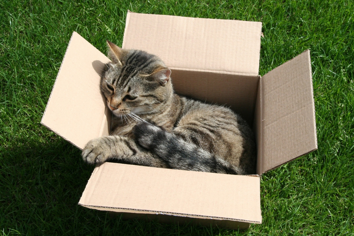 The book is in the box. Кошки и коробки. Кот в коробке. Коробка с котиком. Коробка для кошки.
