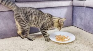 Il gatto Sammy mangia i gamberetti per la prima volta (VIDEO)