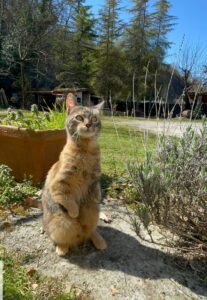 La storia di Gipsy, la gattina nata con una rara malformazione che l’ha resa speciale