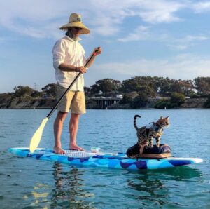 Maverick, il gatto surfista che ha conquistato il mondo