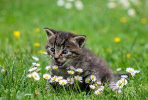 Mosè, il gattino salvato e adottato da mamma Iris (VIDEO)