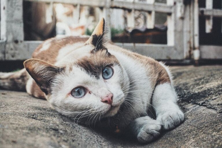 Adottare Un Gatto Maschio O Un Gatto Femmina Cos Meglio