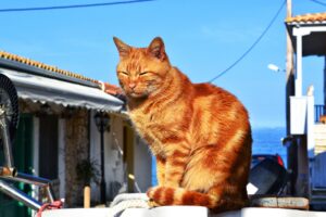 La Marina della Tailandia salva quattro gatti che stavano per affogare in mare (VIDEO)