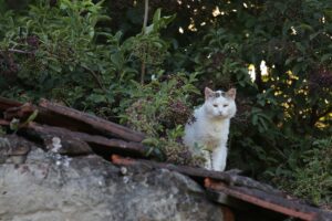 Un gatto bloccato su un tetto viene messo in salvo da persone di buon cuore (VIDEO)