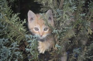 Oristano: gatto bloccato su un albero da giorni viene salvato dai pompieri (VIDEO)