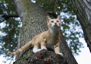 Treviso: gatto bloccato su un albero da una settimana salvato dai vigili del fuoco (VIDEO)