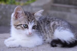 Sciacca: il salvataggio di un gattino intrappolato da due giorni dentro a un tubo (VIDEO)