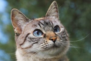 Un gattino in serio pericolo viene salvato da alcuni motociclisti di passaggio (VIDEO)