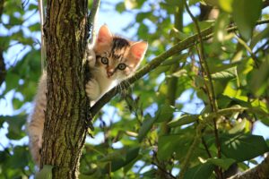 Un gattino bloccato su un albero viene salvato dai pompieri (VIDEO)