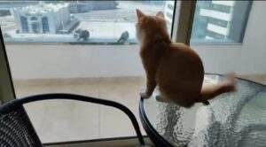 Simpatico gatto vede dei volatili per la prima volta (VIDEO)