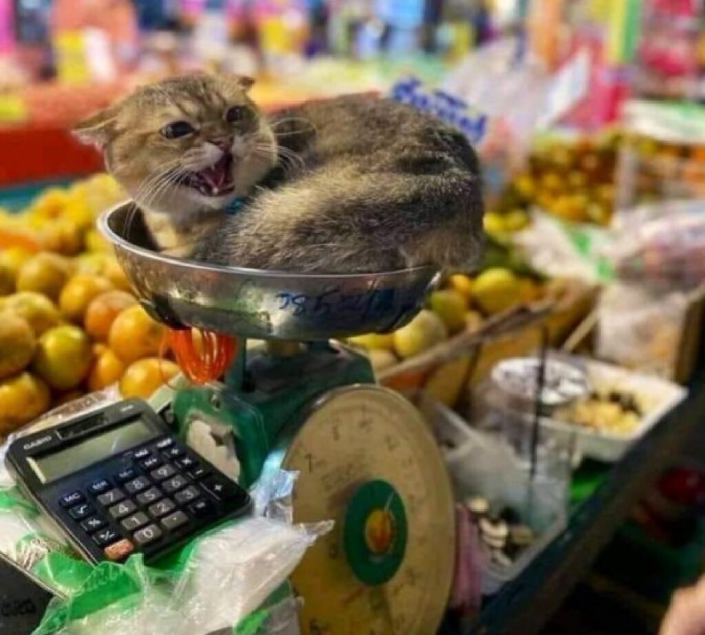 gatto su bilancia frutta verdura