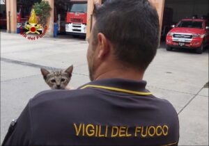 Smartina, la gattina adottata da un Vigile del fuoco dopo il suo recupero