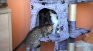 Adorabili gattini vedono un tiragraffi per la prima volta (VIDEO)