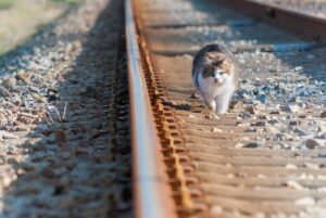 Pescara: il salvataggio di un gattino bloccato sulla barriera antirumore della ferrovia (VIDEO)