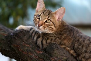 Modena: gatto bloccato su un pioppo viene salvato dai vigili del fuoco (VIDEO)