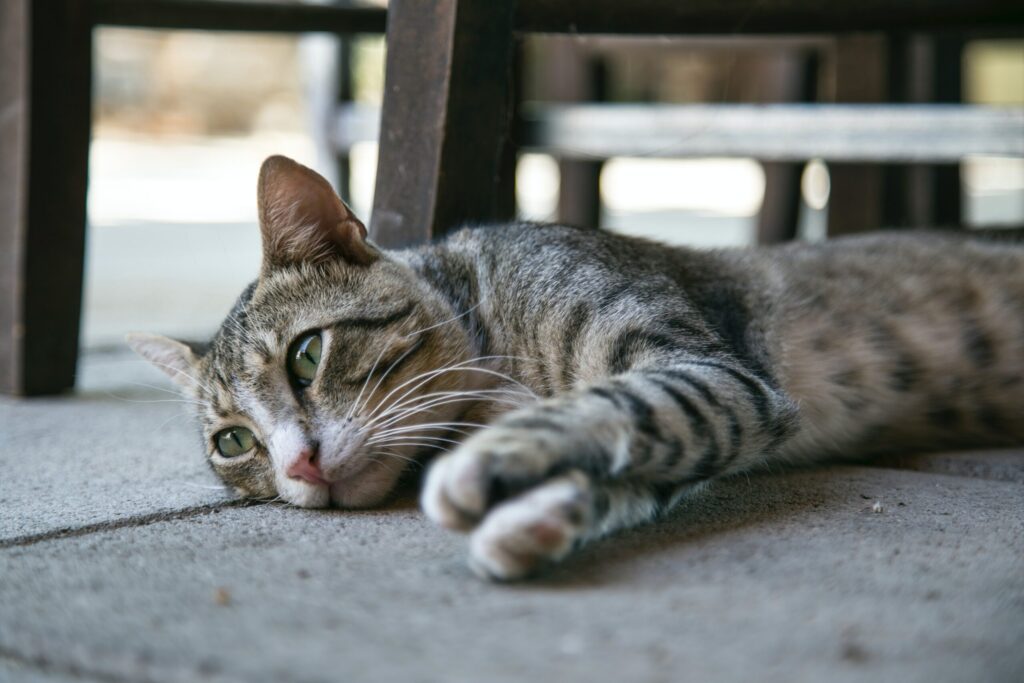 Gatto: feci molli e maleodoranti | Il mio gatto è leggenda