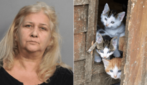 Donna porta a casa con sé decine di gatti per salvarli, ma viene arrestata dalla polizia