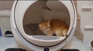 La gattina Rosie prova la lettiera automatica per la prima volta (VIDEO)