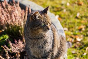 Il salvataggio di un povero gatto grigio chiuso in una busta di plastica (VIDEO)