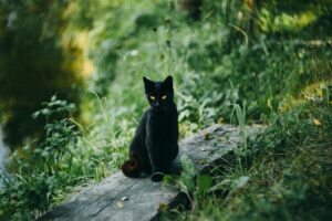 Terni: gatto bloccato su un albero viene salvato dai pompieri (VIDEO)