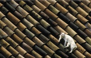 Lecce: gatto bloccato sul tetto di una pescheria viene salvato dai pompieri (VIDEO)