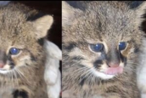 Raro esemplare di gatto del Pantanal salvato da un incendio in Bolivia