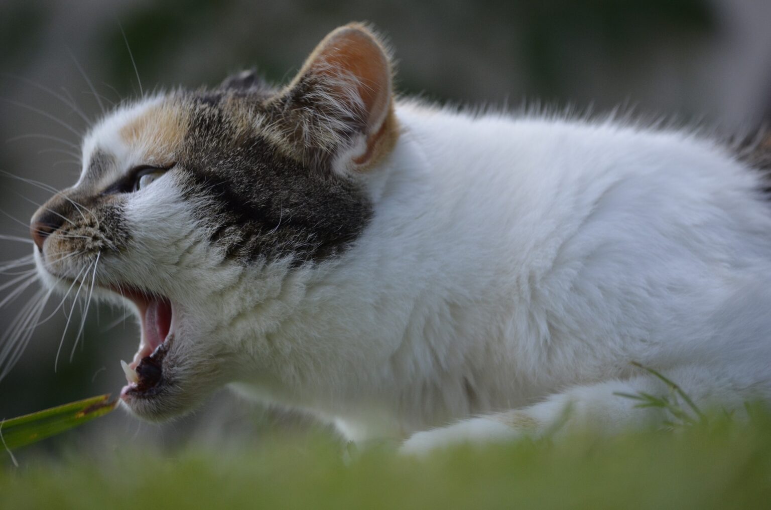 Gatto: feci molli e maleodoranti | Il mio gatto è leggenda