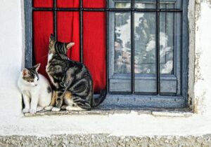 Il gattino resta incastrato nel fil di ferro: l’amico non lo abbandona fino a quando arrivano i soccorsi (VIDEO)