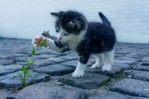 Teramo: i vigili del fuoco salvano un gattino intrappolato dietro una parete di legno (VIDEO)