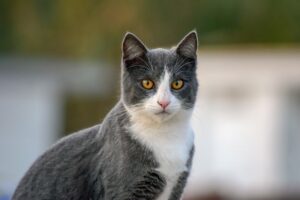 Spagna: un gatto in pericolo viene salvato in autostrada (VIDEO)