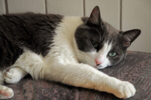 Argentina: un gatto bloccato su una scultura sopra il portone di un edificio viene salvato dai pompieri (VIDEO)