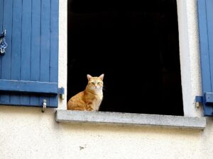 Il salvataggio di un gattino sospeso nel vuoto (VIDEO)