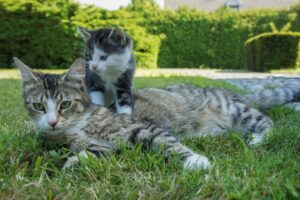 Un gattino subisce l’attacco di tre grossi cani, ma mamma gatta lo difende (VIDEO)