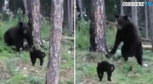 Gatto mette in fuga un orso bruno: ecco la storia