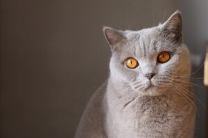 Un gatto si arrampica al settimo piano di un edificio ma per fortuna viene salvato (VIDEO)