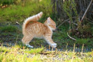 Il salvataggio di un gattino rimasto con la testa incastrata in un recipiente (VIDEO)